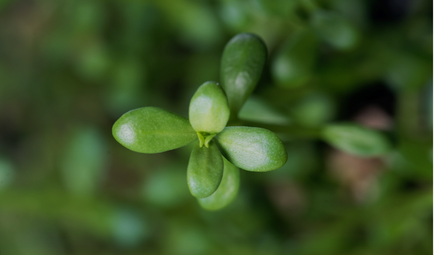 How Brahmi Can Reduce ADHD Symptoms