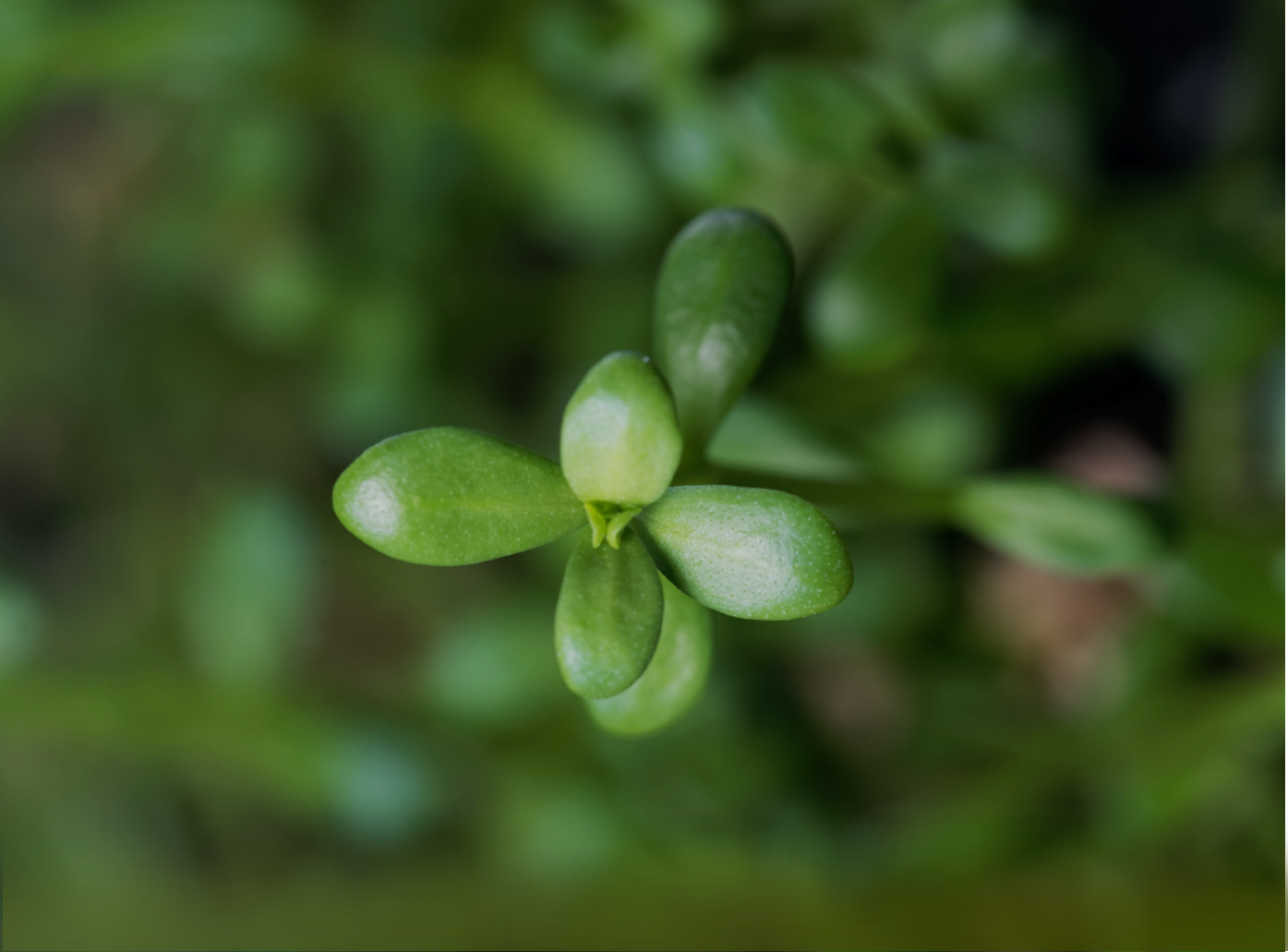 Brahmi