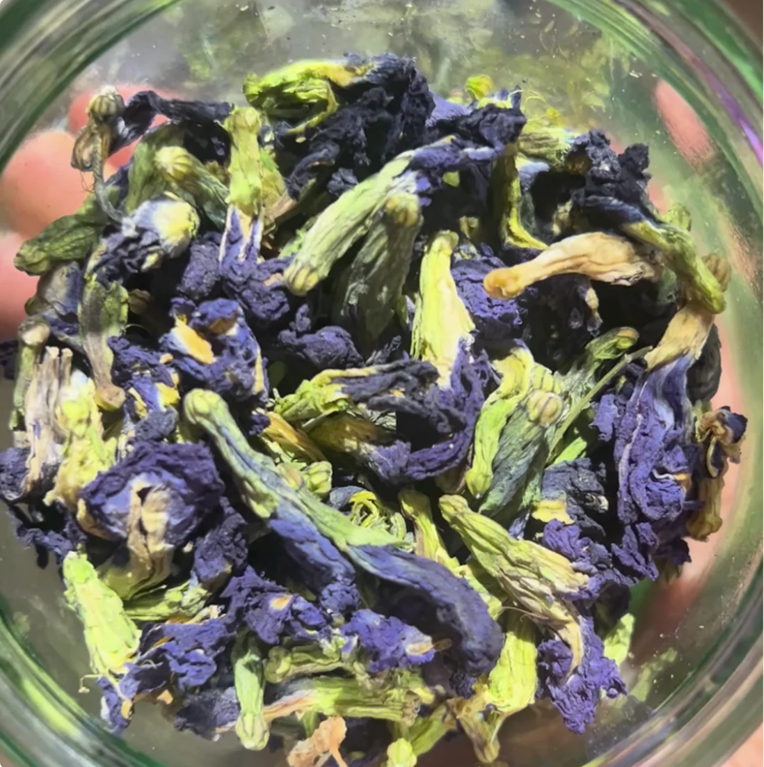 Butterfly Blue Tea